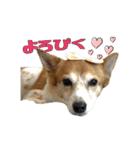 あんことぼちゃみ。あんぼちゃと申します。（個別スタンプ：8）