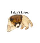 あんことぼちゃみ。あんぼちゃと申します。（個別スタンプ：13）