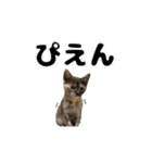 あんことぼちゃみ。あんぼちゃと申します。（個別スタンプ：16）
