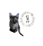 あんことぼちゃみ。あんぼちゃと申します。（個別スタンプ：18）