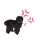 堀 犬太郎（個別スタンプ：3）