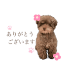 堀 犬太郎（個別スタンプ：4）