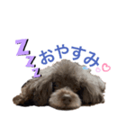 堀 犬太郎（個別スタンプ：5）