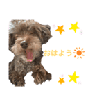 堀 犬太郎（個別スタンプ：6）