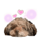 堀 犬太郎（個別スタンプ：8）