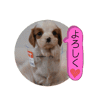 かわいい子犬 キャバリア♡オリバー（個別スタンプ：1）