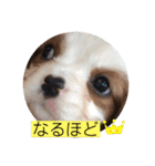 かわいい子犬 キャバリア♡オリバー（個別スタンプ：2）