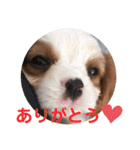 かわいい子犬 キャバリア♡オリバー（個別スタンプ：3）