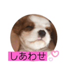 かわいい子犬 キャバリア♡オリバー（個別スタンプ：4）