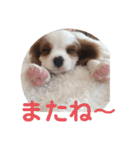 かわいい子犬 キャバリア♡オリバー（個別スタンプ：5）