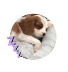 かわいい子犬 キャバリア♡オリバー（個別スタンプ：7）