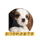 かわいい子犬 キャバリア♡オリバー（個別スタンプ：8）