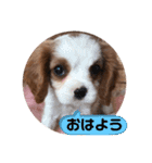 かわいい子犬 キャバリア♡オリバー（個別スタンプ：10）