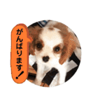 かわいい子犬 キャバリア♡オリバー（個別スタンプ：11）