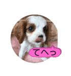 かわいい子犬 キャバリア♡オリバー（個別スタンプ：12）