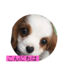 かわいい子犬 キャバリア♡オリバー（個別スタンプ：13）