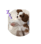 かわいい子犬 キャバリア♡オリバー（個別スタンプ：14）