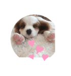 かわいい子犬 キャバリア♡オリバー（個別スタンプ：15）