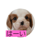 かわいい子犬 キャバリア♡オリバー（個別スタンプ：16）