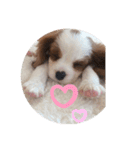 かわいい子犬 キャバリア♡オリバー（個別スタンプ：17）