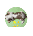 かわいい子犬 キャバリア♡オリバー（個別スタンプ：18）
