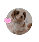 かわいい子犬 キャバリア♡オリバー（個別スタンプ：19）