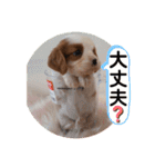 かわいい子犬 キャバリア♡オリバー（個別スタンプ：20）