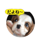 かわいい子犬 キャバリア♡オリバー（個別スタンプ：21）