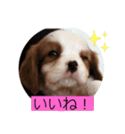 かわいい子犬 キャバリア♡オリバー（個別スタンプ：22）