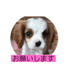 かわいい子犬 キャバリア♡オリバー（個別スタンプ：23）