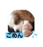 かわいい子犬 キャバリア♡オリバー（個別スタンプ：24）