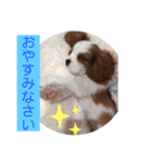 かわいい子犬 キャバリア♡オリバー（個別スタンプ：25）