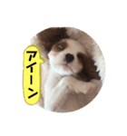かわいい子犬 キャバリア♡オリバー（個別スタンプ：26）