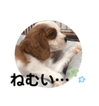 かわいい子犬 キャバリア♡オリバー（個別スタンプ：27）
