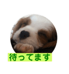 かわいい子犬 キャバリア♡オリバー（個別スタンプ：28）