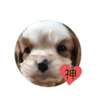 かわいい子犬 キャバリア♡オリバー（個別スタンプ：30）