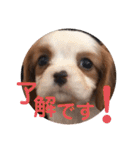 かわいい子犬 キャバリア♡オリバー（個別スタンプ：32）