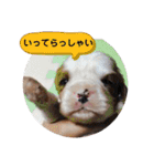 かわいい子犬 キャバリア♡オリバー（個別スタンプ：33）
