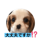 かわいい子犬 キャバリア♡オリバー（個別スタンプ：34）