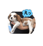 かわいい子犬 キャバリア♡オリバー（個別スタンプ：35）