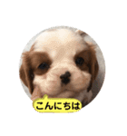かわいい子犬 キャバリア♡オリバー（個別スタンプ：36）