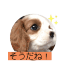 かわいい子犬 キャバリア♡オリバー（個別スタンプ：37）