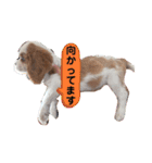 かわいい子犬 キャバリア♡オリバー（個別スタンプ：39）