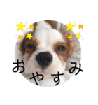 かわいい子犬 キャバリア♡オリバー（個別スタンプ：40）