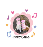 モフモフのお友達♥（個別スタンプ：8）