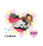 モフモフのお友達♥（個別スタンプ：32）