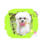 モフモフのお友達♥（個別スタンプ：38）