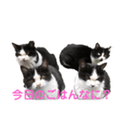 仔猫スタンプ（個別スタンプ：1）