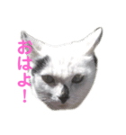 仔猫スタンプ（個別スタンプ：2）