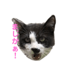 仔猫スタンプ（個別スタンプ：3）